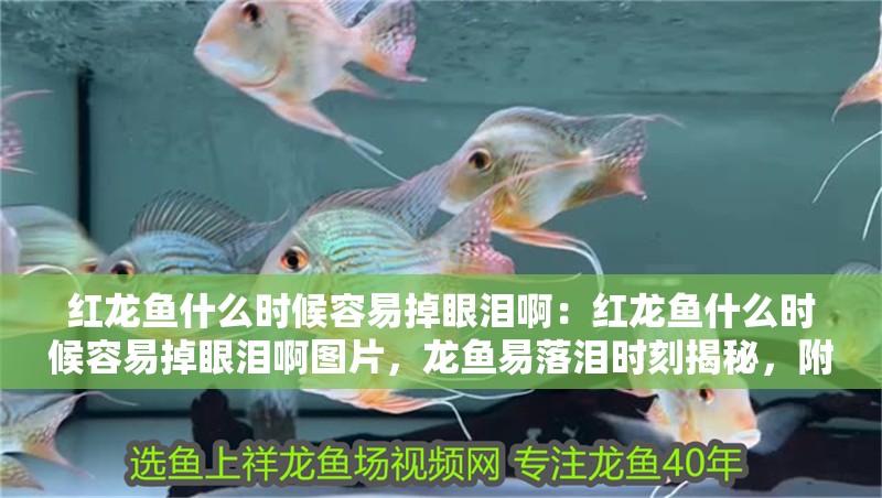 紅龍魚(yú)什么時(shí)候容易掉眼淚啊：紅龍魚(yú)什么時(shí)候容易掉眼淚啊圖片，龍魚(yú)易落淚時(shí)刻揭秘，附高清圖片解析