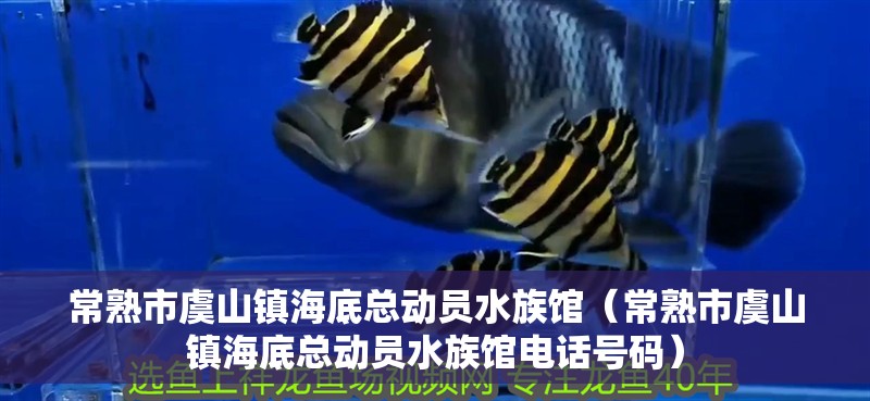 常熟市虞山鎮(zhèn)海底總動員水族館（常熟市虞山鎮(zhèn)海底總動員水族館電話號碼）