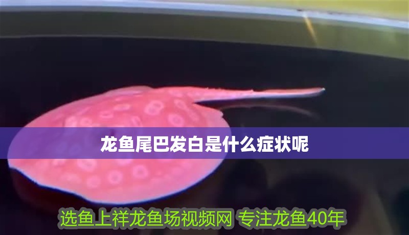 龍魚尾巴發白是什么癥狀呢