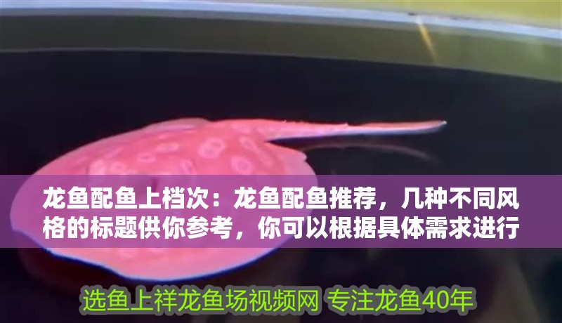 龍魚配魚上檔次：龍魚配魚推薦，幾種不同風格的標題供你參考，你可以根據具體需求進行選擇，，實用干貨風，龍魚配魚攻略，打造高檔次水族箱，吸睛夸張風，驚！這些配魚讓龍魚瞬間提升N個檔次！，簡潔直白風，龍魚優質配魚推薦，輕松上檔次