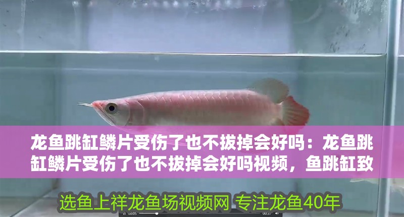 龍魚跳缸鱗片受傷了也不拔掉會好嗎：龍魚跳缸鱗片受傷了也不拔掉會好嗎視頻，魚跳缸致鱗片受傷不拔能否自愈？附視頻