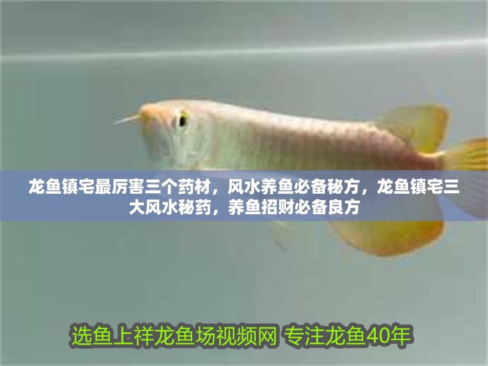 龍魚鎮宅最厲害三個藥材，風水養魚必備秘方，龍魚鎮宅三大風水秘藥，養魚招財必備良方