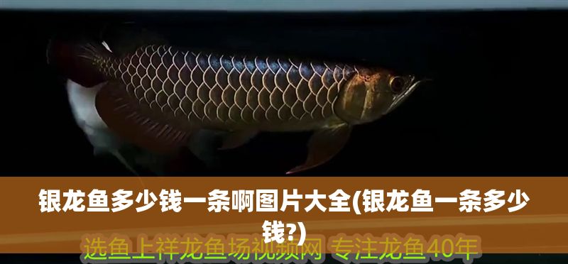 銀龍魚多少錢一條啊圖片大全(銀龍魚一條多少錢?)
