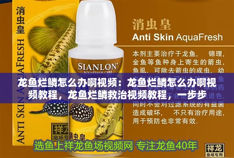 龍魚爛鱗怎么辦啊視頻：龍魚爛鱗怎么辦啊視頻教程，龍魚爛鱗救治視頻教程，一步步