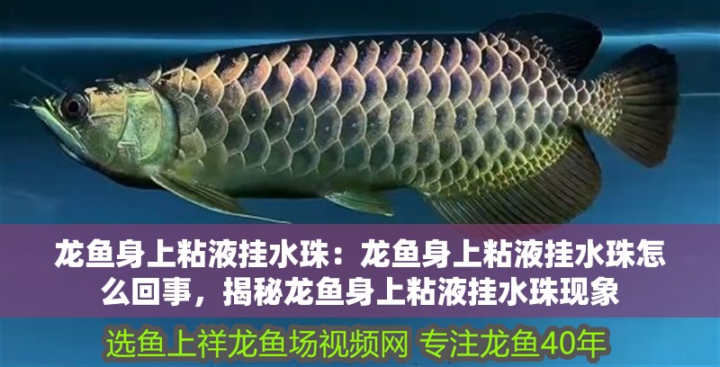 龍魚身上粘液掛水珠：龍魚身上粘液掛水珠怎么回事，揭秘龍魚身上粘液掛水珠現象