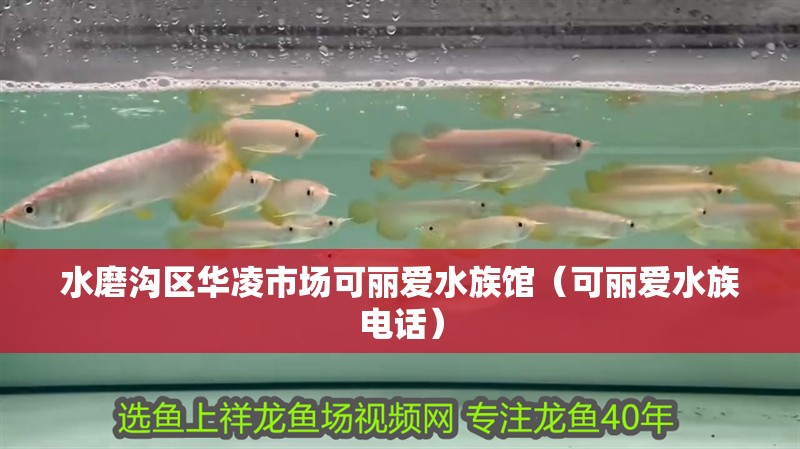 水磨溝區(qū)華凌市場(chǎng)可麗愛水族館（可麗愛水族電話）