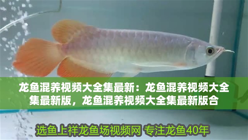 龍魚混養視頻大全集最新：龍魚混養視頻大全集最新版，龍魚混養視頻大全集最新版合