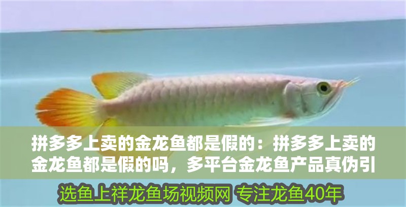 拼多多上賣的金龍魚都是假的：拼多多上賣的金龍魚都是假的嗎，多平臺金龍魚產品真偽引質疑，消費者擔憂假貨