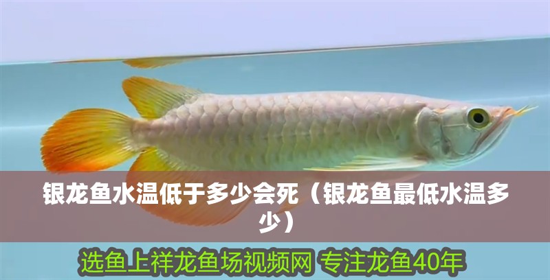 銀龍魚水溫低于多少會死（銀龍魚最低水溫多少）