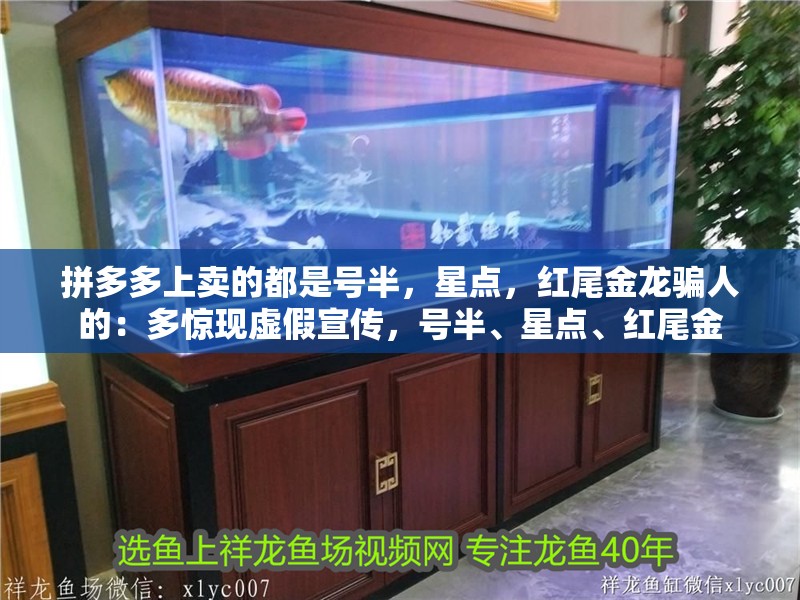 拼多多上賣的都是號(hào)半，星點(diǎn)，紅尾金龍騙人的：多驚現(xiàn)虛假宣傳，號(hào)半、星點(diǎn)、紅尾金