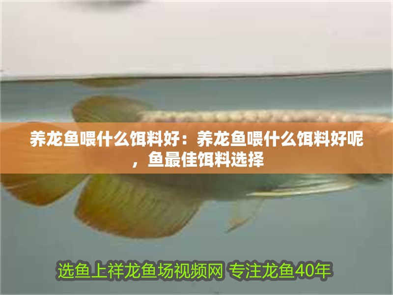 養(yǎng)龍魚喂什么餌料好：養(yǎng)龍魚喂什么餌料好呢，魚最佳餌料選擇