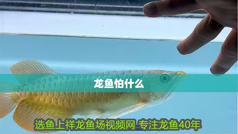 龍魚怕什么