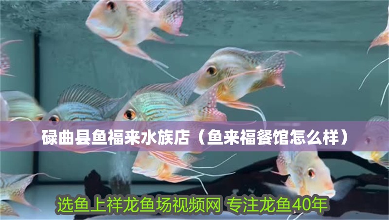 碌曲縣魚福來水族店（魚來福餐館怎么樣）