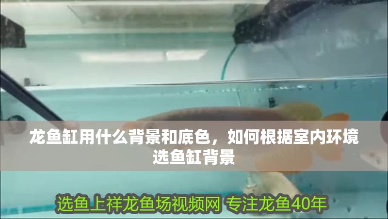 龍魚缸用什么背景和底色，如何根據室內環境選魚缸背景