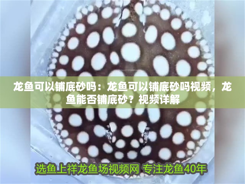 龍魚可以鋪底砂嗎：龍魚可以鋪底砂嗎視頻，龍魚能否鋪底砂？視頻詳解