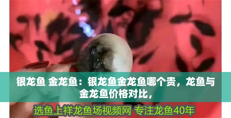 銀龍魚 金龍魚：銀龍魚金龍魚哪個貴，龍魚與金龍魚價格對比，