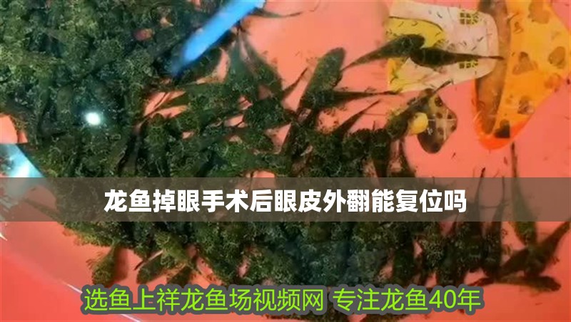 龍魚掉眼手術后眼皮外翻能復位嗎