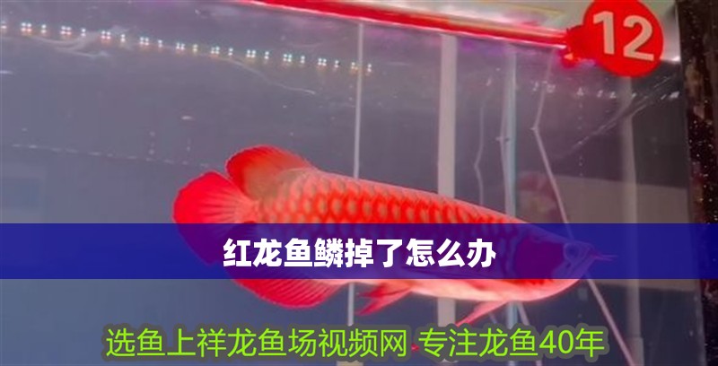 紅龍魚鱗掉了怎么辦