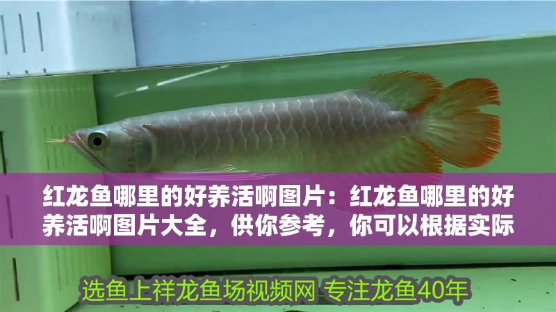紅龍魚哪里的好養(yǎng)活啊圖片：紅龍魚哪里的好養(yǎng)活啊圖片大全，供你參考，你可以根據(jù)實際需求進行選擇，，探尋紅龍魚最佳飼養(yǎng)地，高清圖片全解析，揭秘！哪里的紅龍魚最好養(yǎng)活？海量圖片大賞，聚焦易養(yǎng)紅龍魚產(chǎn)地，超全圖片帶你了解