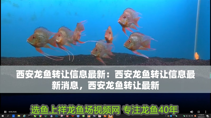西安龍魚轉讓信息最新：西安龍魚轉讓信息最新消息，西安龍魚轉讓最新