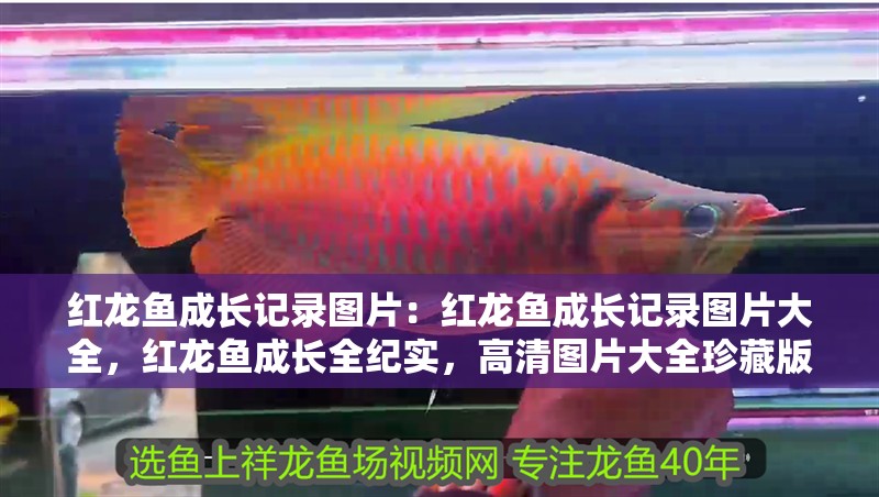 紅龍魚成長記錄圖片：紅龍魚成長記錄圖片大全，紅龍魚成長全紀實，高清圖片大全珍藏版