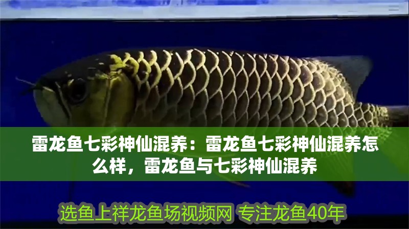 雷龍魚七彩神仙混養(yǎng)：雷龍魚七彩神仙混養(yǎng)怎么樣，雷龍魚與七彩神仙混養(yǎng)