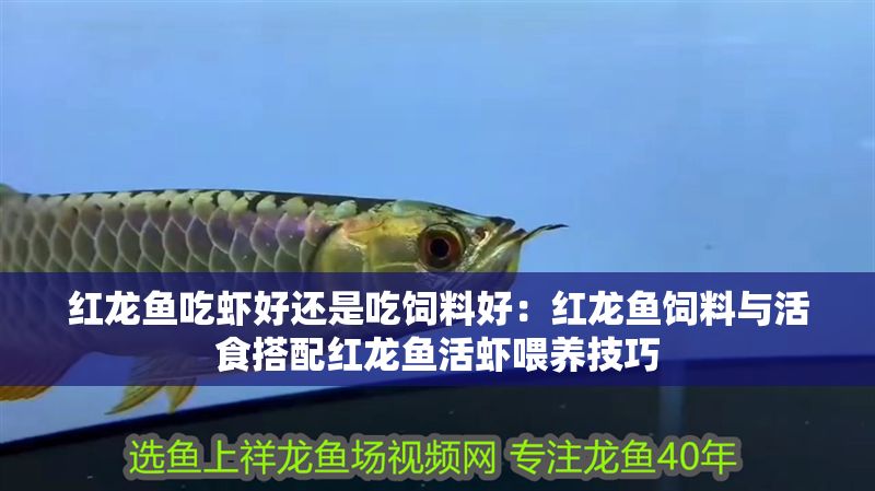 紅龍魚吃蝦好還是吃飼料好：紅龍魚飼料與活食搭配紅龍魚活蝦喂養技巧