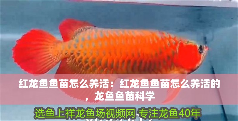 紅龍魚魚苗怎么養活：紅龍魚魚苗怎么養活的，龍魚魚苗科學