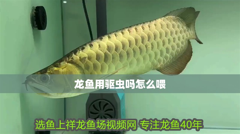 龍魚用驅蟲嗎怎么喂