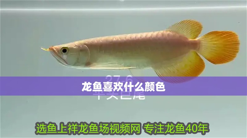 龍魚喜歡什么顏色