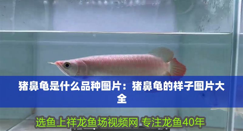 豬鼻龜是什么品種圖片：豬鼻龜?shù)臉幼訄D片大全