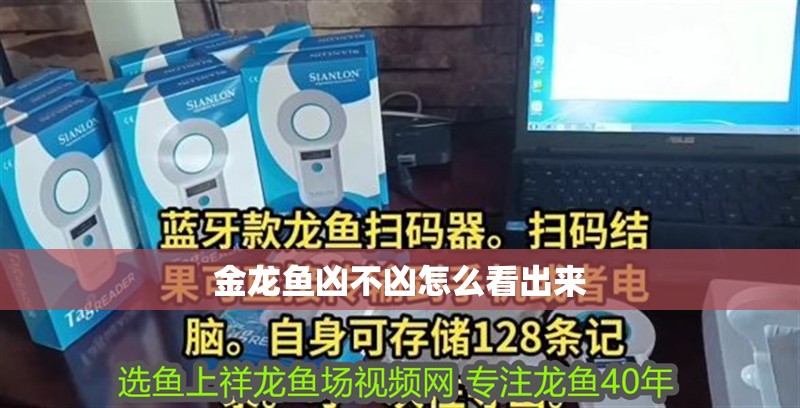 金龍魚兇不兇怎么看出來