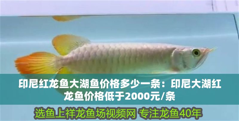 印尼紅龍魚大湖魚價(jià)格多少一條：印尼大湖紅龍魚價(jià)格低于2000元/條