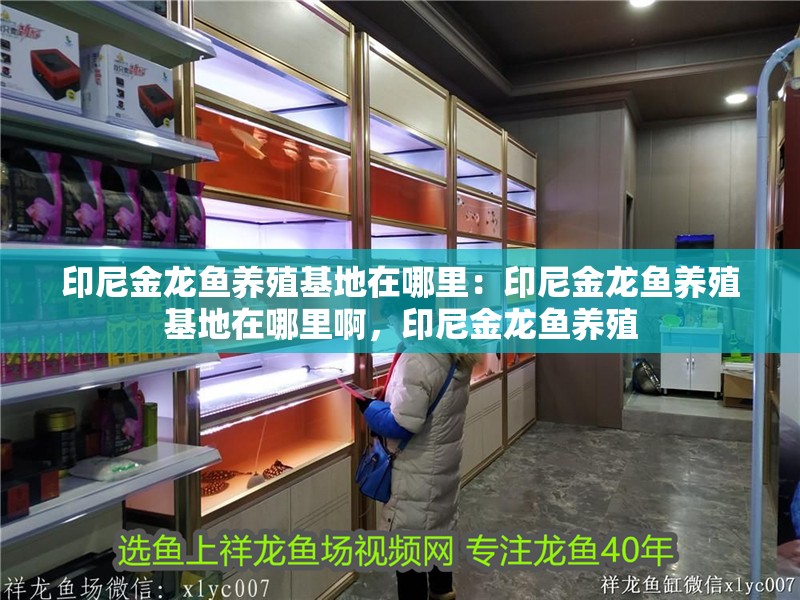印尼金龍魚養殖基地在哪里：印尼金龍魚養殖基地在哪里啊，印尼金龍魚養殖