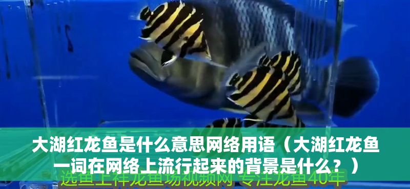 大湖紅龍魚是什么意思網絡用語（大湖紅龍魚一詞在網絡上流行起來的背景是什么？）