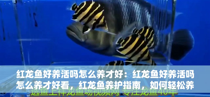 紅龍魚好養活嗎怎么養才好：紅龍魚好養活嗎怎么養才好看，紅龍魚養護指南，如何輕松養好且觀賞性更佳