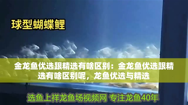 金龍魚優(yōu)選跟精選有啥區(qū)別：金龍魚優(yōu)選跟精選有啥區(qū)別呢，龍魚優(yōu)選與精選