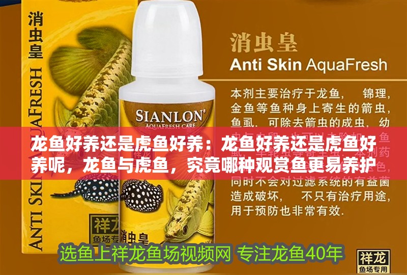 龍魚好養(yǎng)還是虎魚好養(yǎng)：龍魚好養(yǎng)還是虎魚好養(yǎng)呢，龍魚與虎魚，究竟哪種觀賞魚更易養(yǎng)護(hù)？