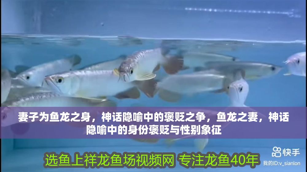 妻子為魚龍之身，神話隱喻中的褒貶之爭，魚龍之妻，神話隱喻中的身份褒貶與性別象征
