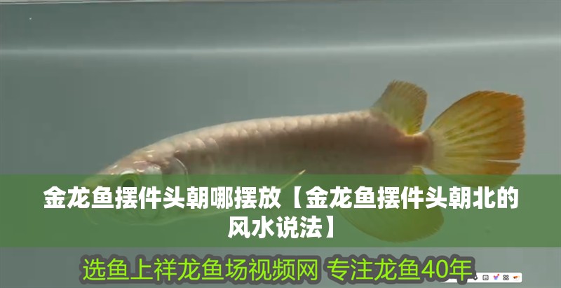 金龍魚擺件頭朝哪擺放【金龍魚擺件頭朝北的風水說法】