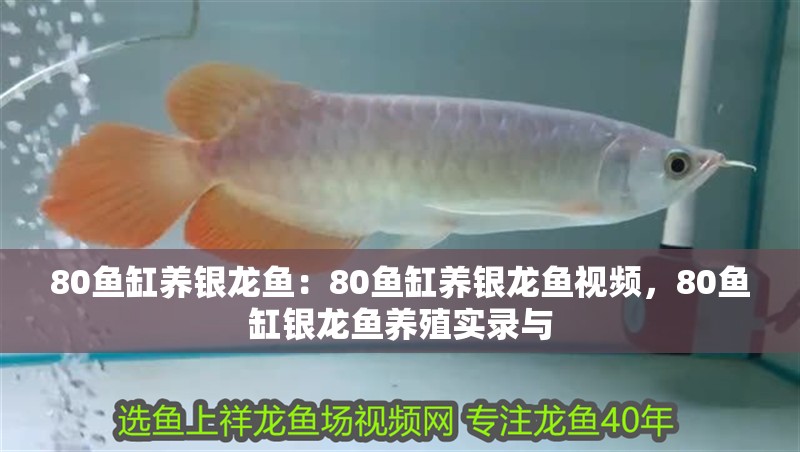 80魚缸養銀龍魚：80魚缸養銀龍魚視頻，80魚缸銀龍魚養殖實錄與