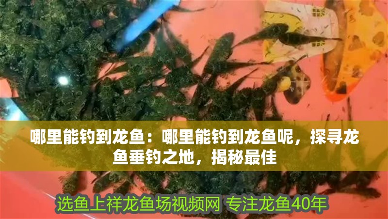 哪里能釣到龍魚：哪里能釣到龍魚呢，探尋龍魚垂釣之地，揭秘最佳