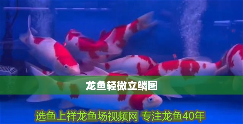 龍魚輕微立鱗圖