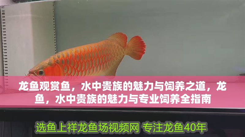 龍魚觀賞魚，水中貴族的魅力與飼養(yǎng)之道，龍魚，水中貴族的魅力與專業(yè)飼養(yǎng)全指南