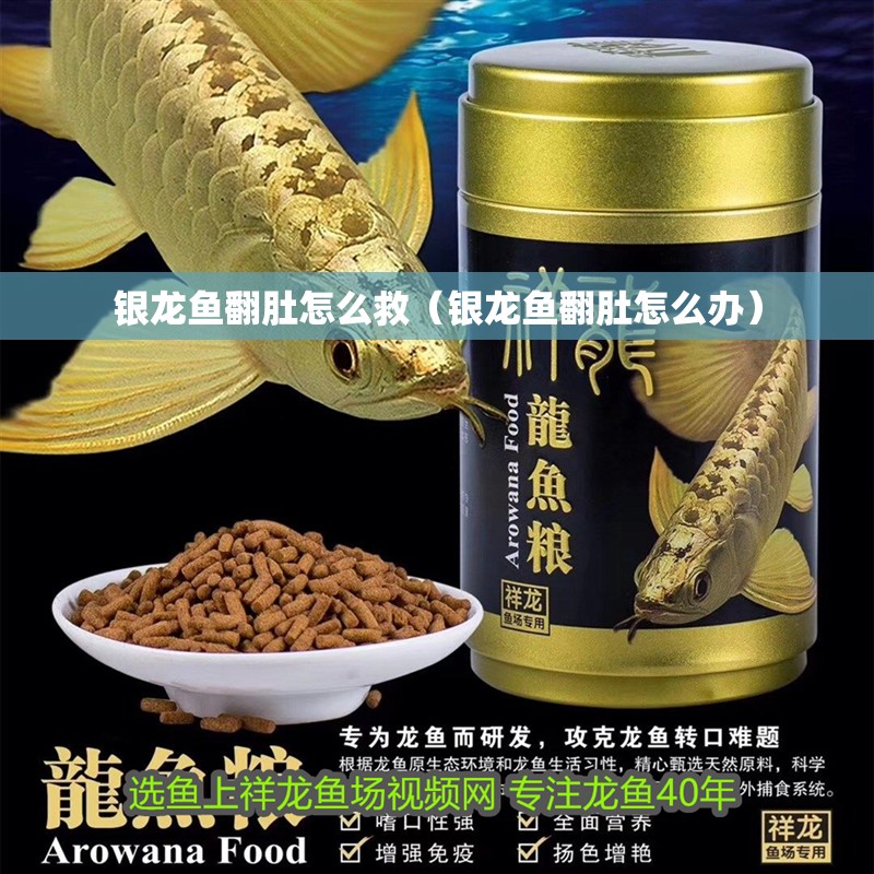 銀龍魚翻肚怎么救（銀龍魚翻肚怎么辦）