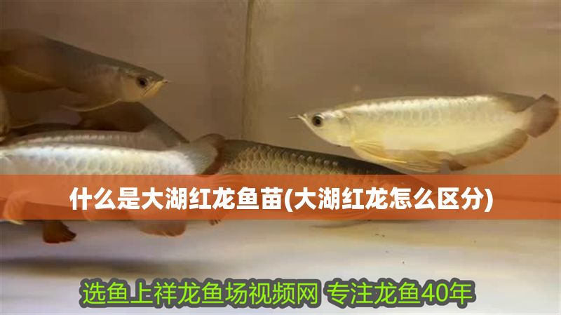 什么是大湖紅龍魚苗(大湖紅龍怎么區分)