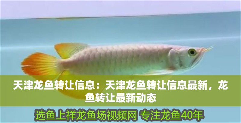 天津龍魚轉(zhuǎn)讓信息：天津龍魚轉(zhuǎn)讓信息最新，龍魚轉(zhuǎn)讓最新動(dòng)態(tài)