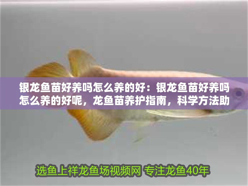 銀龍魚苗好養(yǎng)嗎怎么養(yǎng)的好：銀龍魚苗好養(yǎng)嗎怎么養(yǎng)的好呢，龍魚苗養(yǎng)護(hù)指南，科學(xué)方法助力