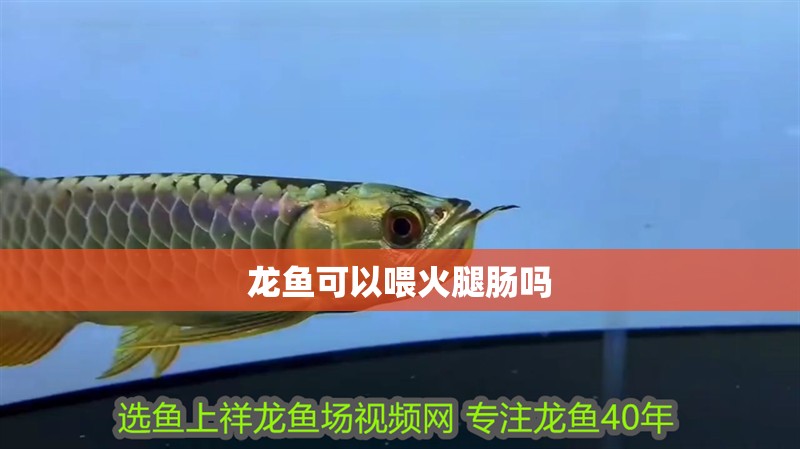 龍魚可以喂火腿腸嗎 龍魚可以喂火腿腸嗎 龍魚百科 第4張
