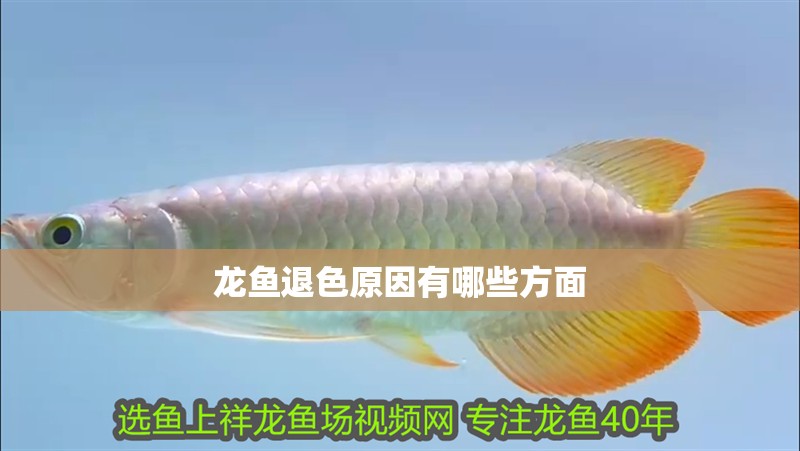 龍魚退色原因有哪些方面